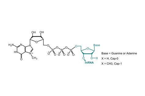 Mrna Structure