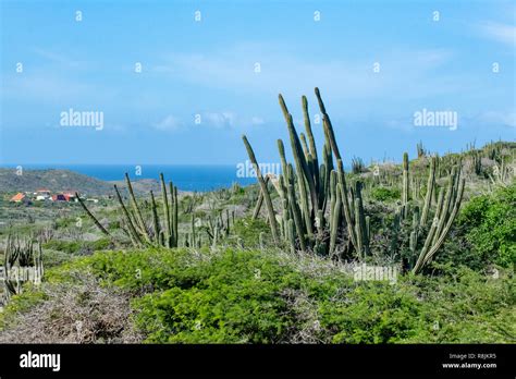 Aruba landscape - Stenocereus griseus cactus bush - a native Aruban ...