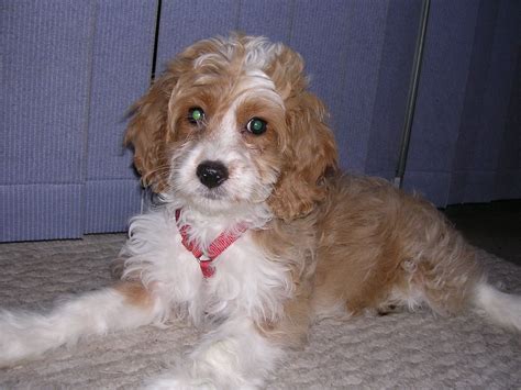 File:Cockapoo puppy.JPG - Wikimedia Commons | Cocker spaniel poodle mix ...