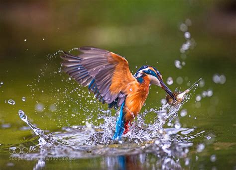 Kingfisher catching fish | Catching fish, Kingfisher, Animal photography