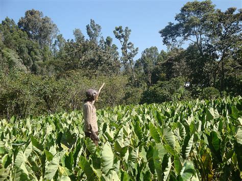 Africa’s Youth Not Lured by Unglamorous Farming | Inter Press Service