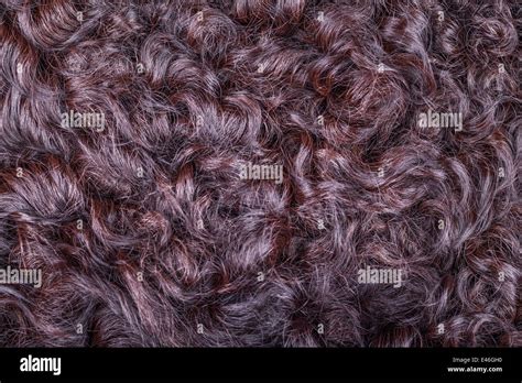 Karakul fur texture Stock Photo - Alamy