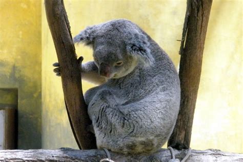 Madrid zoo | Koala bear, Zoo, Koala