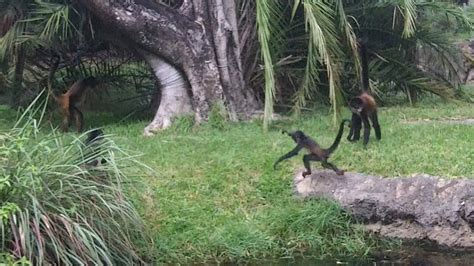 Spider Monkeys of The Palm Beach Zoo - YouTube
