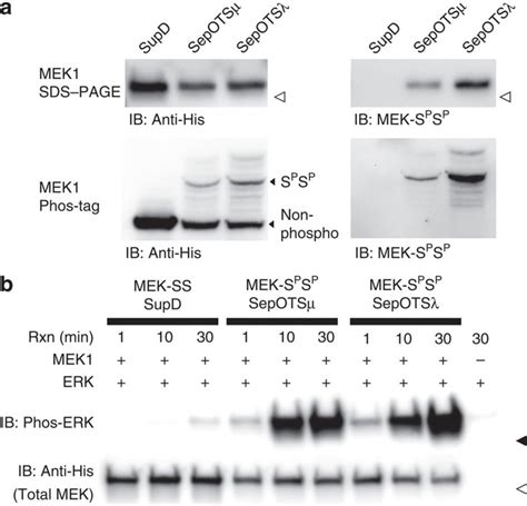 6x-His Tag Antibody (PA1-983B)