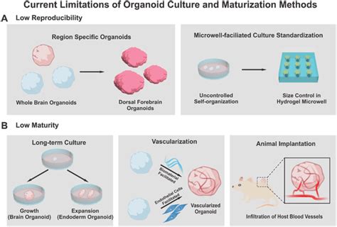 Limitations and improvement of traditional organoid culture methods. A ...