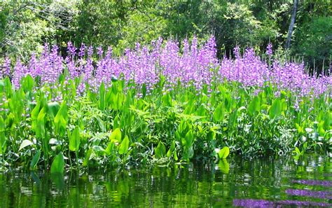 Discover the Beauty and Role of Native Aquatic Plants – in Your Own Pond | Panhandle Outdoors