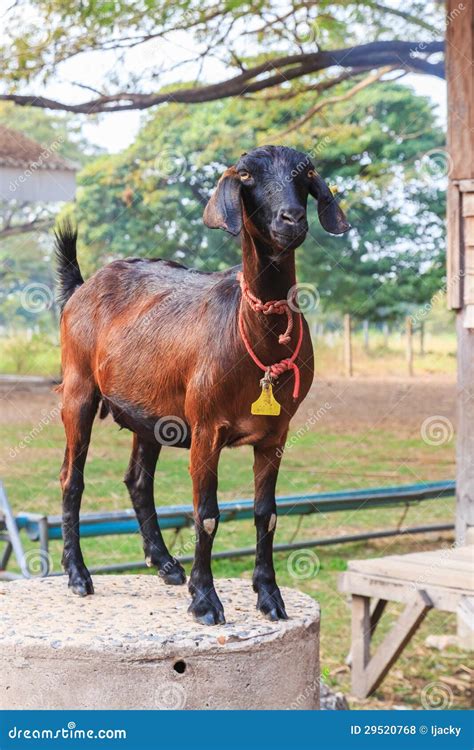 Goat standing in the farm stock photo. Image of green - 29520768