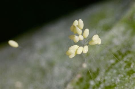 The wacky, wild world of Australian insect eggs