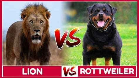 Pitbull Dog Vs Lion