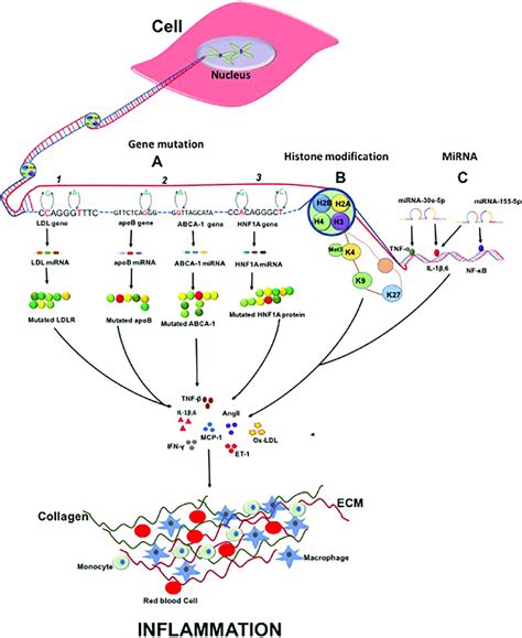 Diagrammatic illustration of molecular mechanism in genetic regulation... | Download Scientific ...