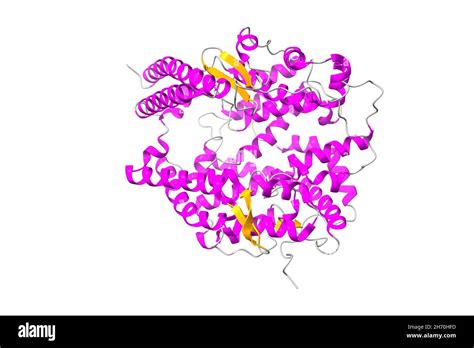 Structure of human angiotensin converting enzyme 2 (ACE2). 3D cartoon model, secondary structure ...