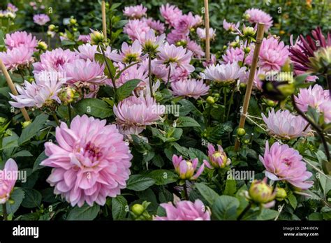 Beautiful pink dahlia in garden. A picture of the beautiful pink dahlia ...