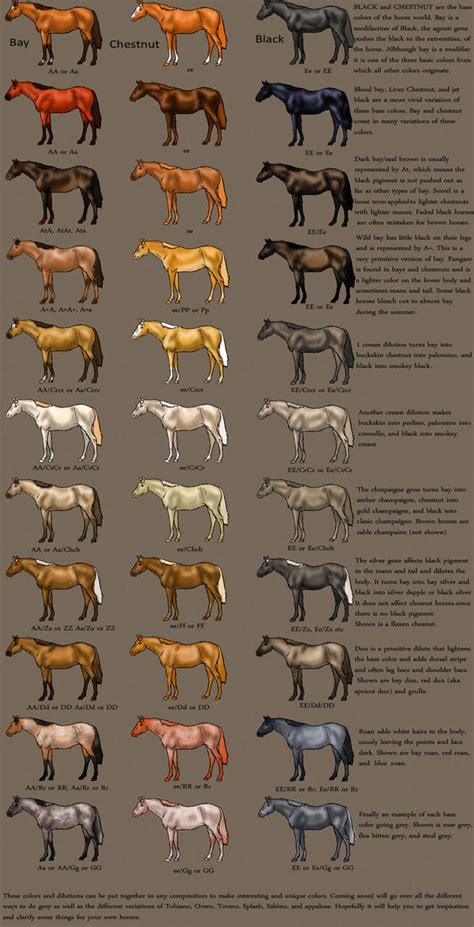 horse Color Chart by MagicWindsStables on DeviantArt