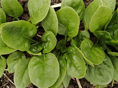 Baby Spinach - Common Roots Urban Farm