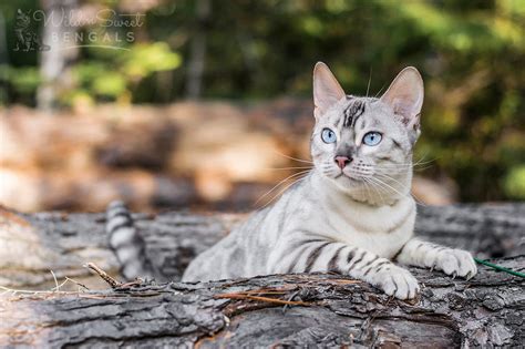 Snow & White Bengal Cats for Sale | Wild & Sweet Bengals