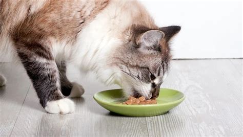 Food Allergies, Intolerance & Your Cat's Sensitive Stomach | Point Grey Veterinary Hospital