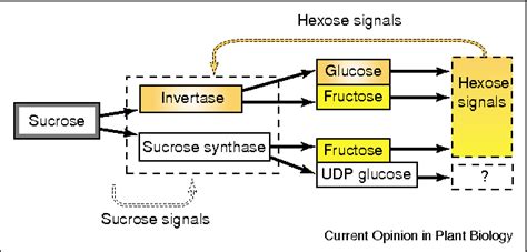 [PDF] Sucrose metabolism: regulatory mechanisms and pivotal roles in ...