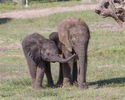 Free photo: Baby African Elephant - Africa, African, Animals - Free ...