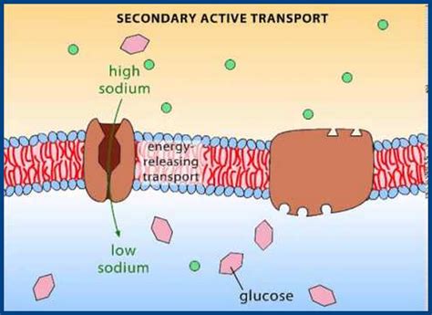 Active transport: The Great designed Cell Membrane Mechanism