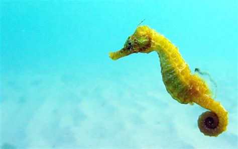 File:Black Sea fauna Seahorse.JPG - Wikimedia Commons