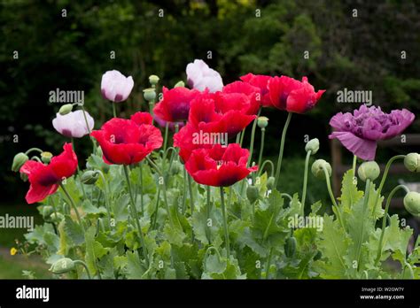 red, white and purple opium poppies, Papaver somniferum, brightly coloured flowers of this ...