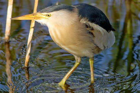 Joe Pender Wildlife Photography: Adult Male Little Bittern