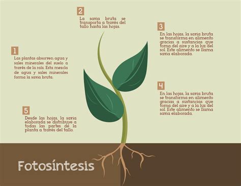 Fases Importantes En La Fotos Ntesis De Las Plantas Y Sus Etapas | The ...