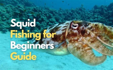 Squid fishing: 18 Crucial Things every squid angler (Should Know)