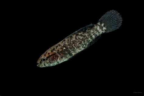 Banded Pygmy Sunfish - Encyclopedia of Arkansas