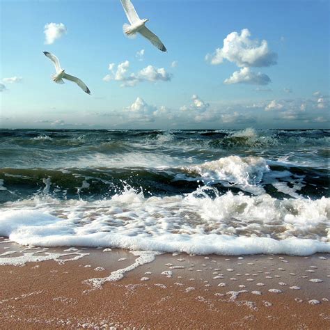 Two Seagulls Over Sea Waves by Olja Merker