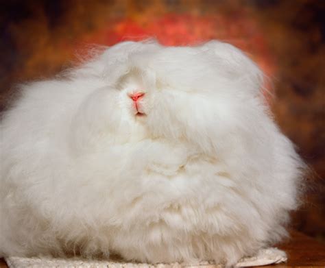 The Cuddly, Fluffy, Surreal World of Angora Show Bunnies - The New York Times