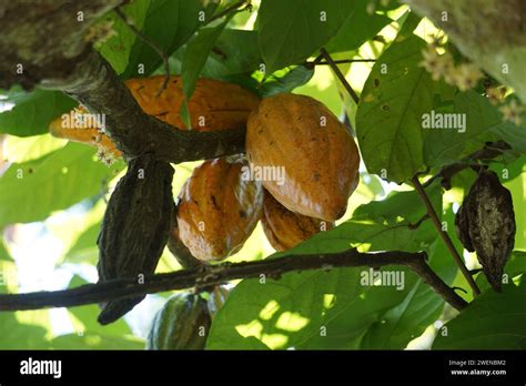 Cacao fruits (Theobroma cacao, cocoa, coklat). Its seeds, cocoa beans ...