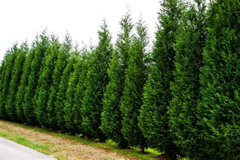 proper Planting Of Leyland Cypress Trees | The Tree Center