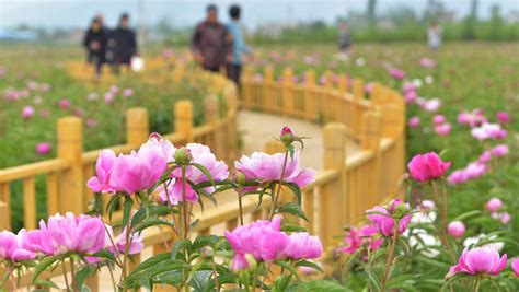 这样的“满江红”，你看过吗_植物_是一种_地球