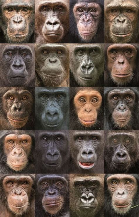 Here's why monkeys and apes have colorful faces