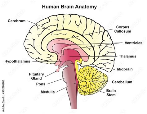 Human Brain Diagram Pons Diagram Media | My XXX Hot Girl