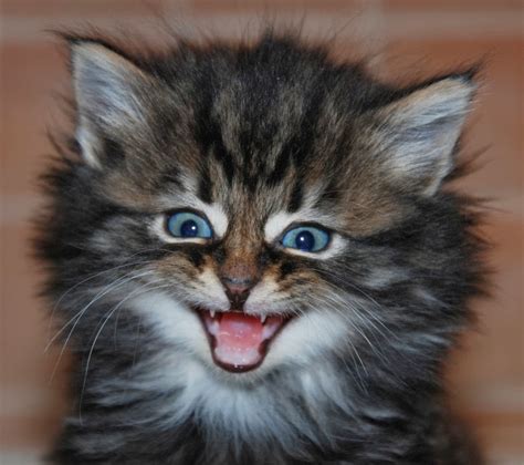 20 Hilarious Cats Laughing at You - Best Photography, Art, Landscapes and Animal Photography