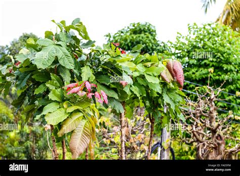 Thai style flower garden Stock Photo - Alamy