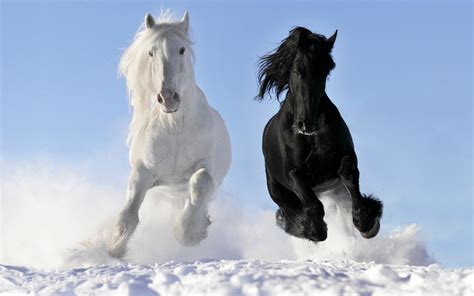 Horse Full HD Wallpaper and Background Image | 2560x1600 | ID:351442