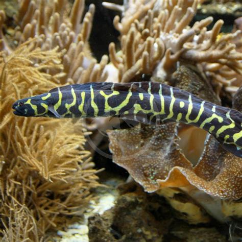 GOBY - ENGINEER Pholidichthys leucotaenia - Aquatics Unlimited