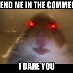 Hamster looking at camera Meme Generator - Imgflip