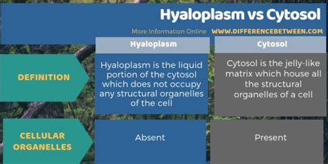 Difference Between Hyaloplasm and Cytosol | Compare the Difference Between Similar Terms