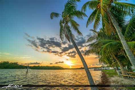 Matheson Hammock Park Coconut Tree Sunset