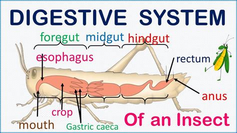 Grasshopper Digestive System Diagram Grasshopper Digestive S