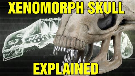 ALIEN: ORIGINS - XENOMORPH BIOLOGY SKULL EXPLAINED - HOW DO XENOMORPHS ...