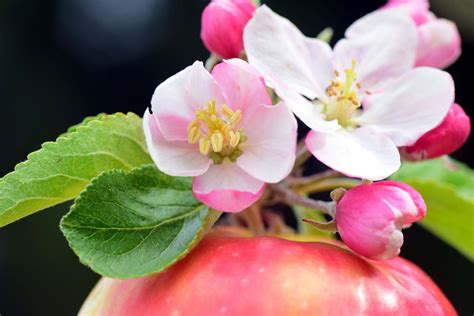 apple, apple blossoms, apple tree, apple tree blossom, arrangement ...