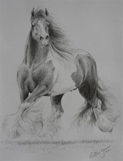 Gypsy Cob Drawing by Louise Green - Fine Art America