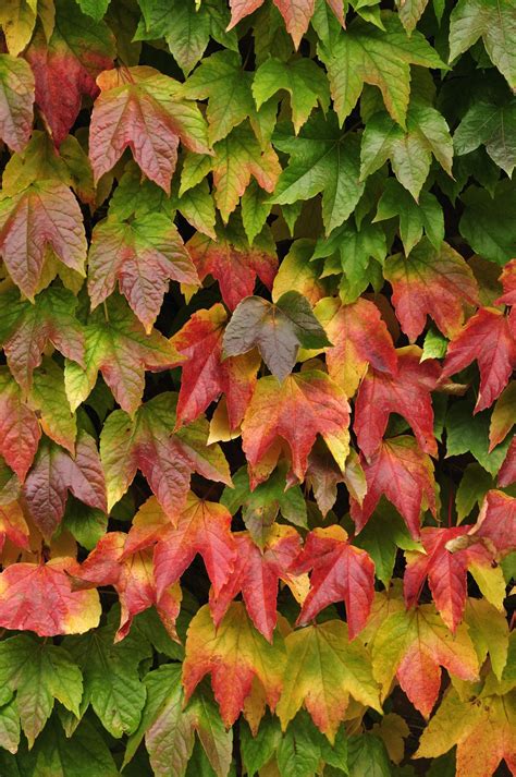 Virginia Creeper (Parthenocissus quinquefolia) Climbing Flowering Vines ...