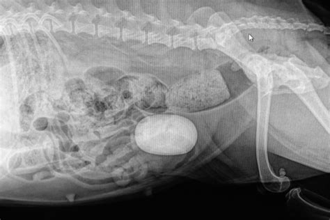 bladder stones Archives - Evesham Veterinary Clinic